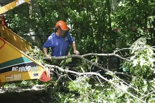 tree services King Arthur Park